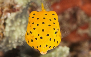 Yellow boxfish. by Mehmet Salih Bilal 